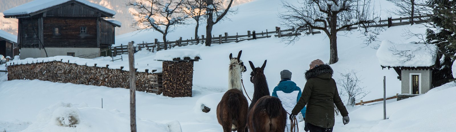 Lama Trekking | © Fabian Lassnig-Sportalpen