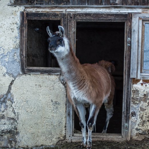 Lama Trekking | © Fabian Lassnig-Sportalpen