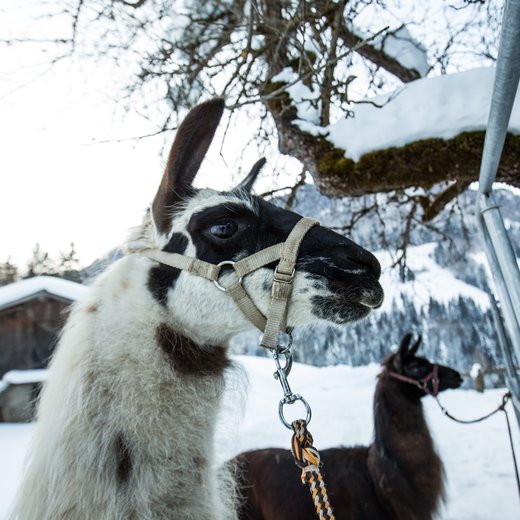 Llama adventure | © Fabian Lassnig-Sportalpen