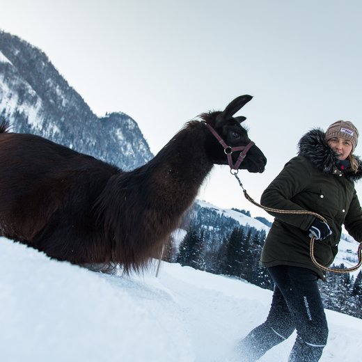Lama Trekking | © Fabian Lassnig-Sportalpen