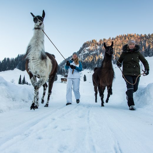 Llama adventure | © Fabian Lassnig-Sportalpen