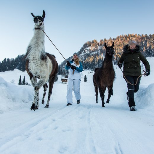 Lama Trekking | © Fabian Lassnig-Sportalpen