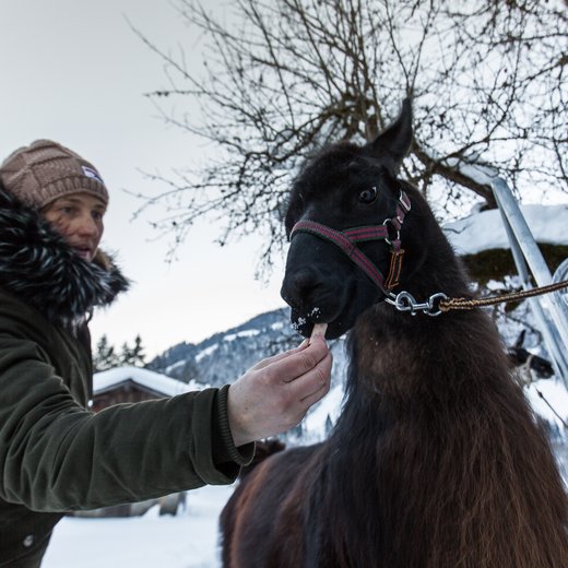 Lama Trekking | © Fabian Lassnig-Sportalpen