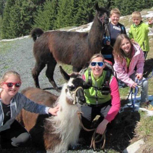 going on a walk with a lama | © TVB PillerseeTal