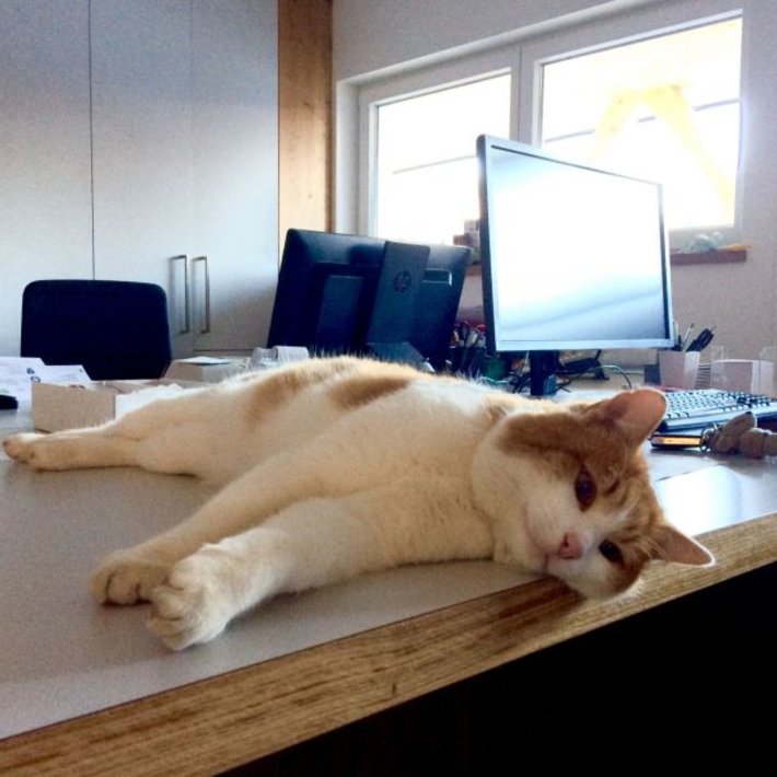 Liftkatze Charli im Büro in Fieberbrunn | © Bergbahnen Fieberbrunn