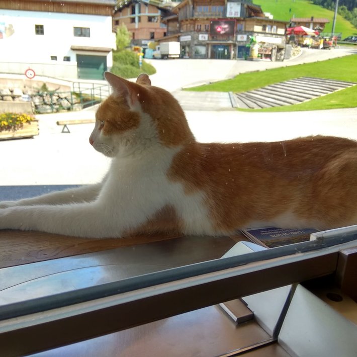 Die Liftkatze Charli ist orange und weiß.  | © Bergbahnen Fieberbrunn