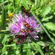 Schmetterlinge auf einer Blume | © Bergbahnen Fieberbrunn