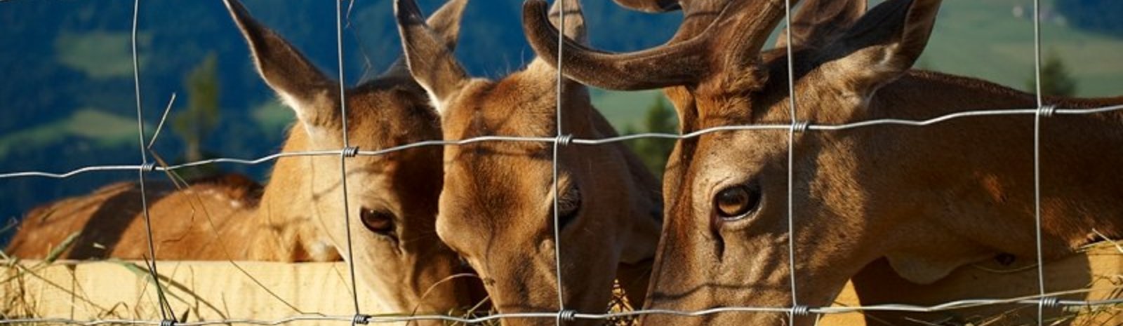 Timoks game enclosure | © Bergbahnen Fieberbrunn