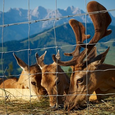 Timoks game enclosure | © Bergbahnen Fieberbrunn