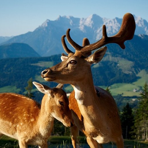 Timoks Wildgehege | © Bergbahnen Fieberbrunn