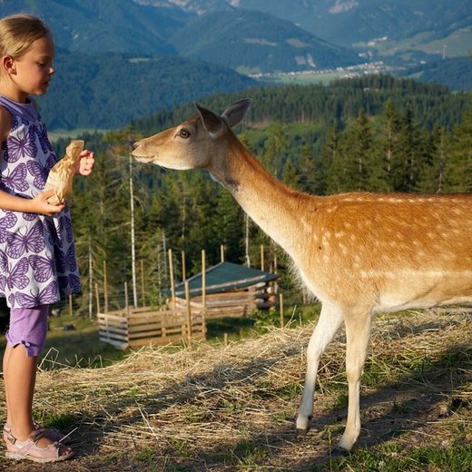 Timoks game enclosure | © Bergbahnen Fieberbrunn