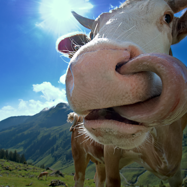 Ring tongue | © Bergbahnen Fieberbrunn