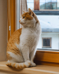 Liftcat Charlie | © Bergbahnen Fieberbrunn