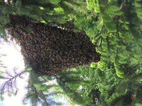 bienen