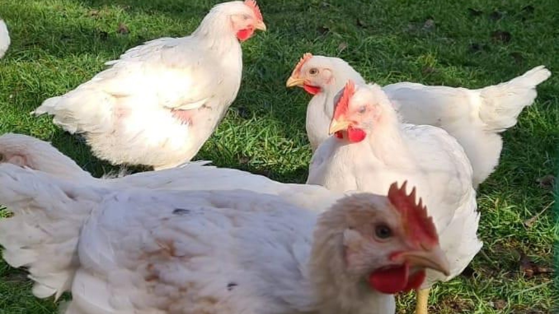 Hühner weiß Hühner weiß