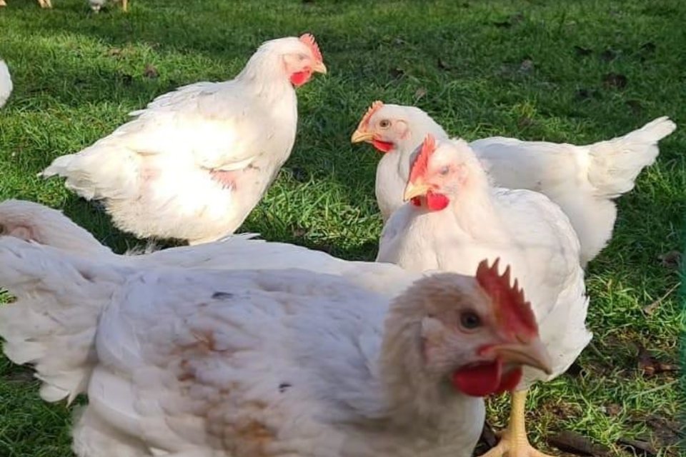 Hühner weiß