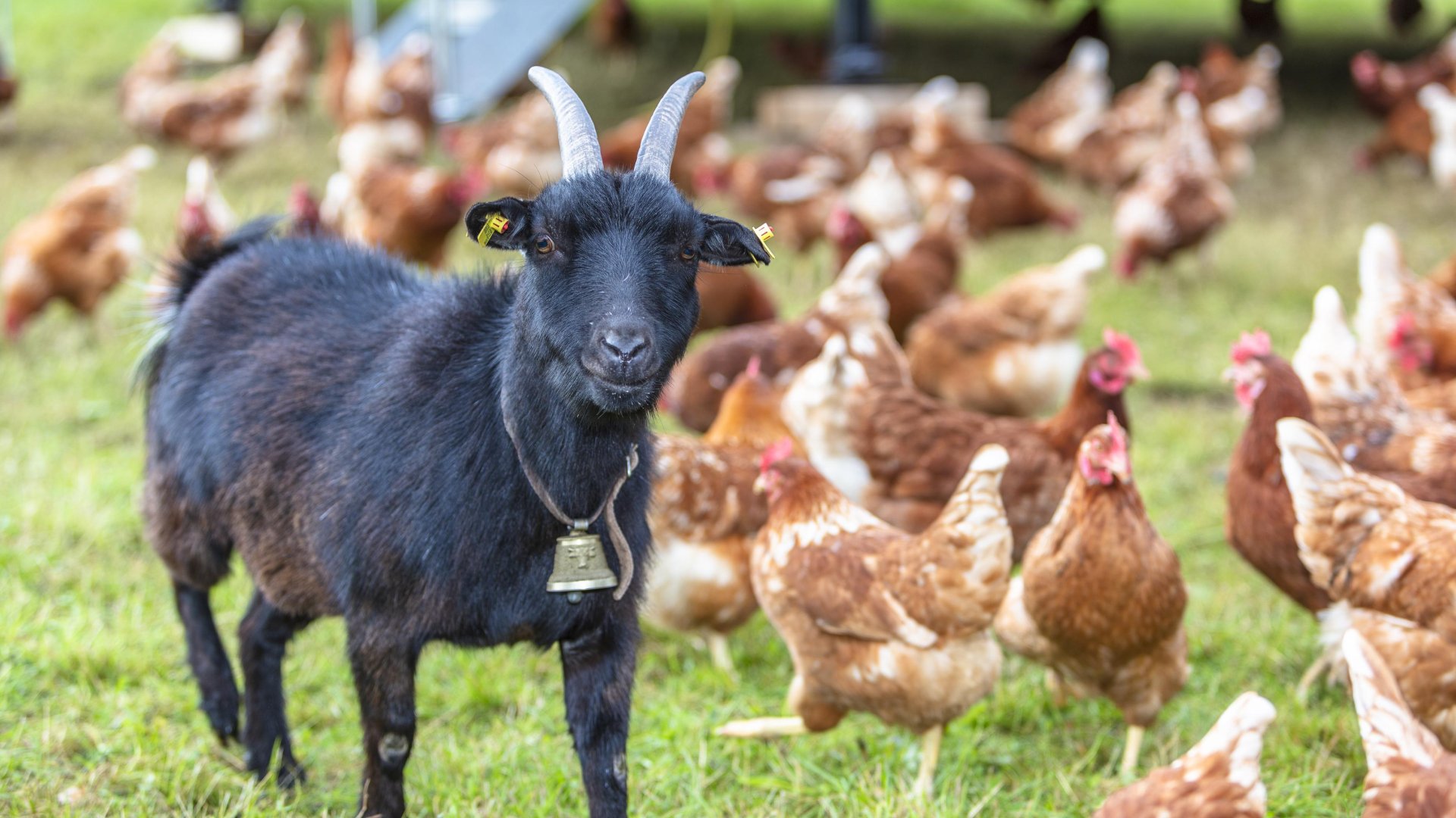 Hühner und Ziege Hühner und Ziege