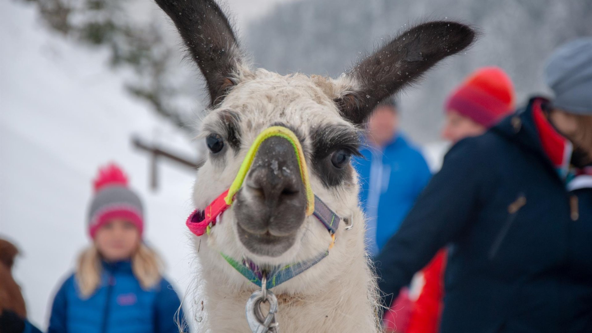 Abenteuer Lama 1 | © Petra Astner Abenteuer Lama 1 | © Petra Astner