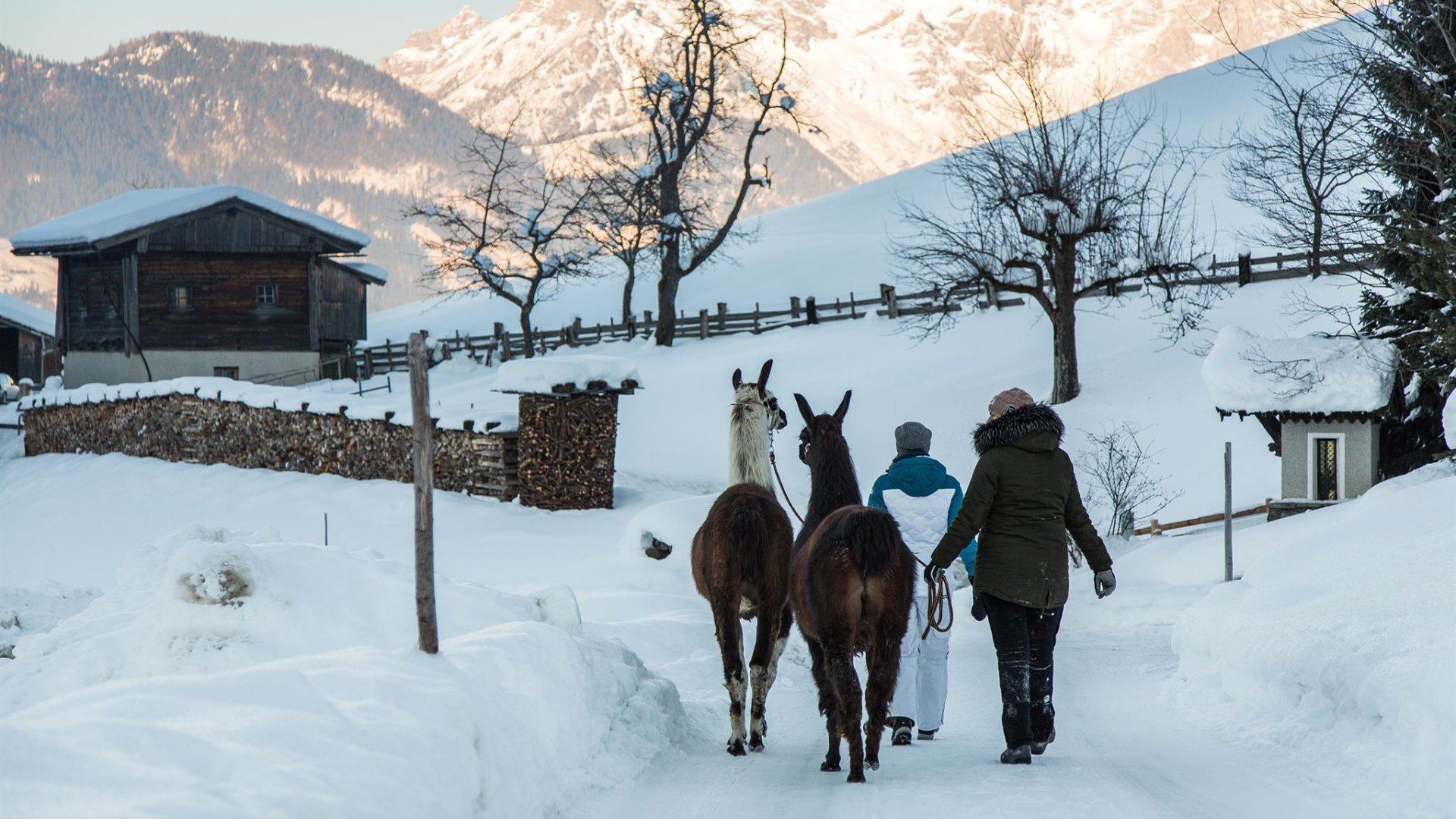 Abenteuer Lama 2 | © Sportalpen Abenteuer Lama 2 | © Sportalpen