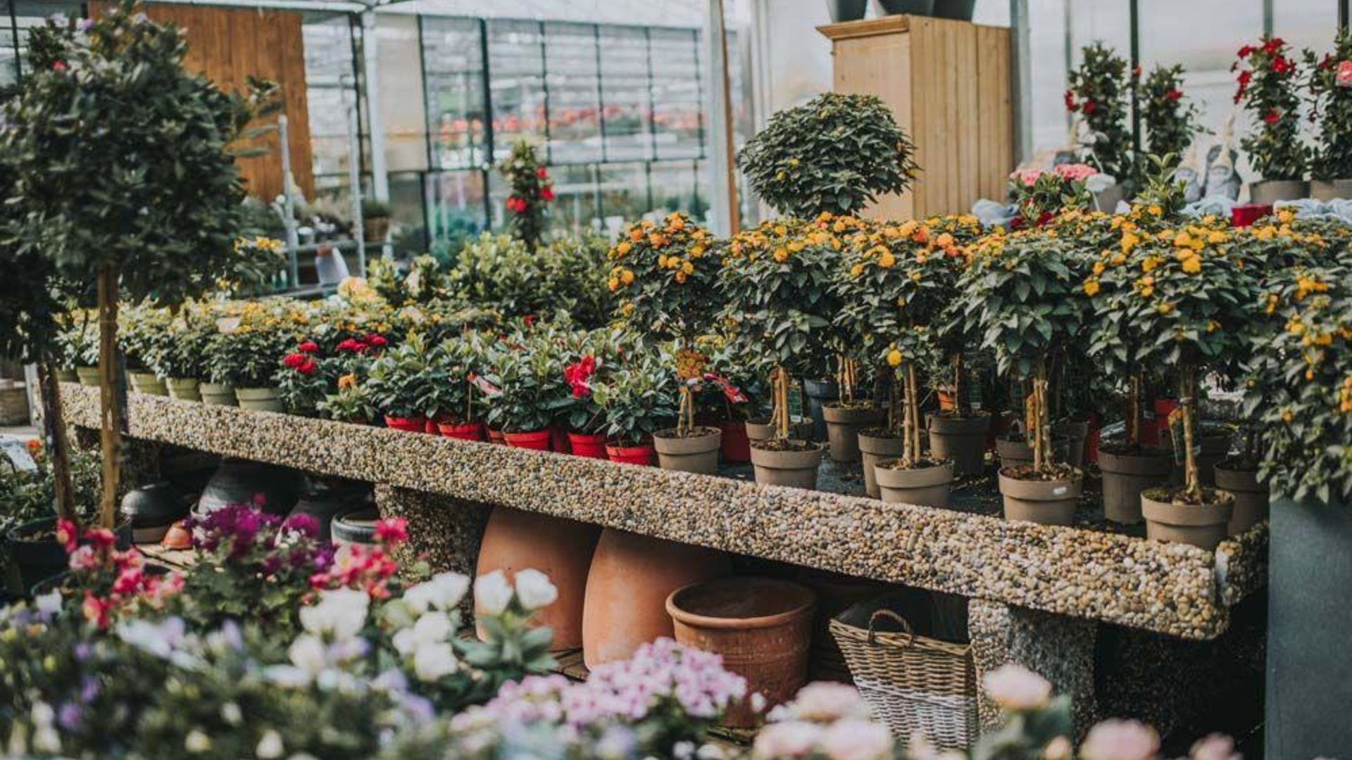 Blumen Plattner 1 | © Blumen Plattner Blumen Plattner 1 | © Blumen Plattner