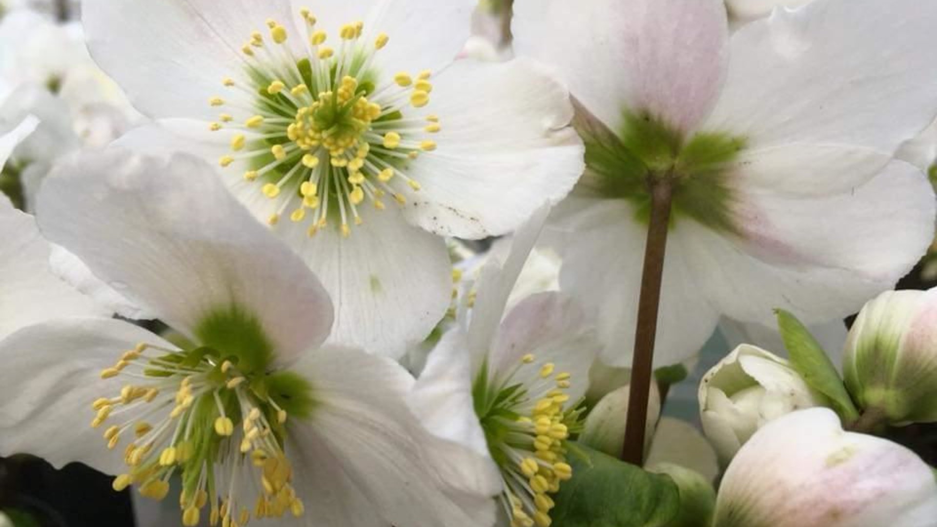 Blumen Plattner | © Blumen Plattner Blumen Plattner | © Blumen Plattner