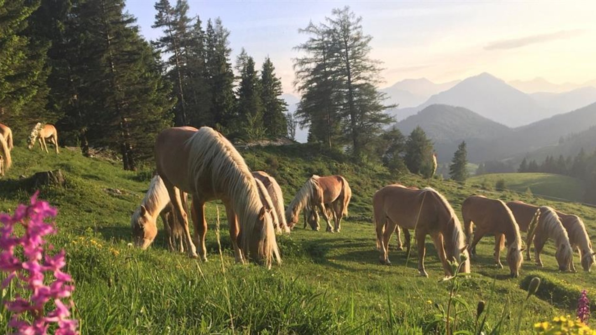 Fohlenhof Ebbs Fohlenhof Ebbs