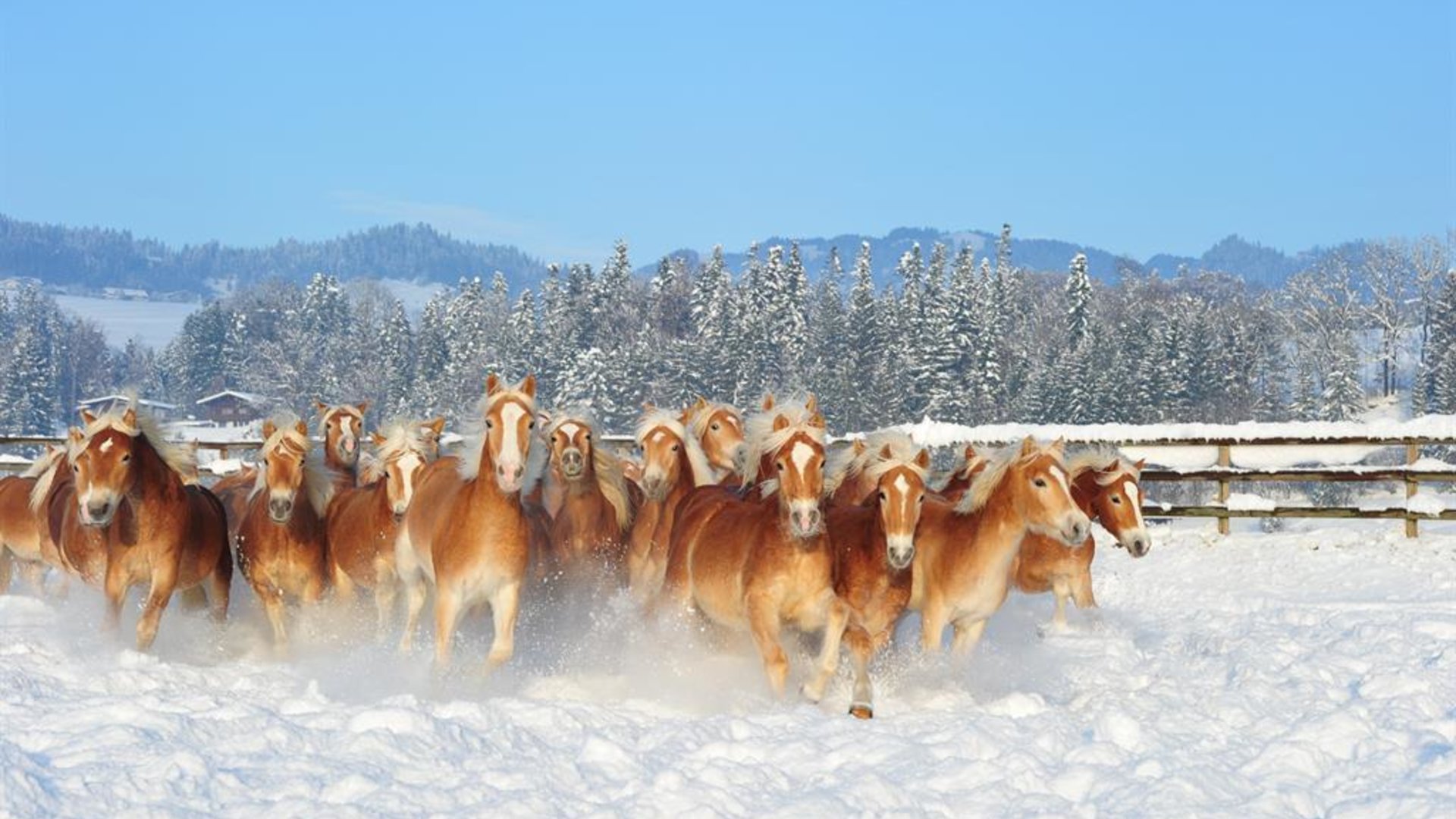 Fohlenhof Junghengste Fohlenhof Junghengste
