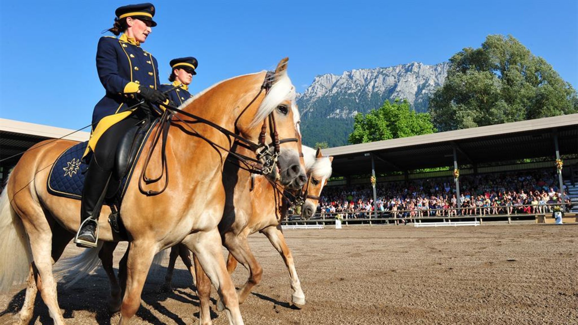 Schauprogramm Schauprogramm