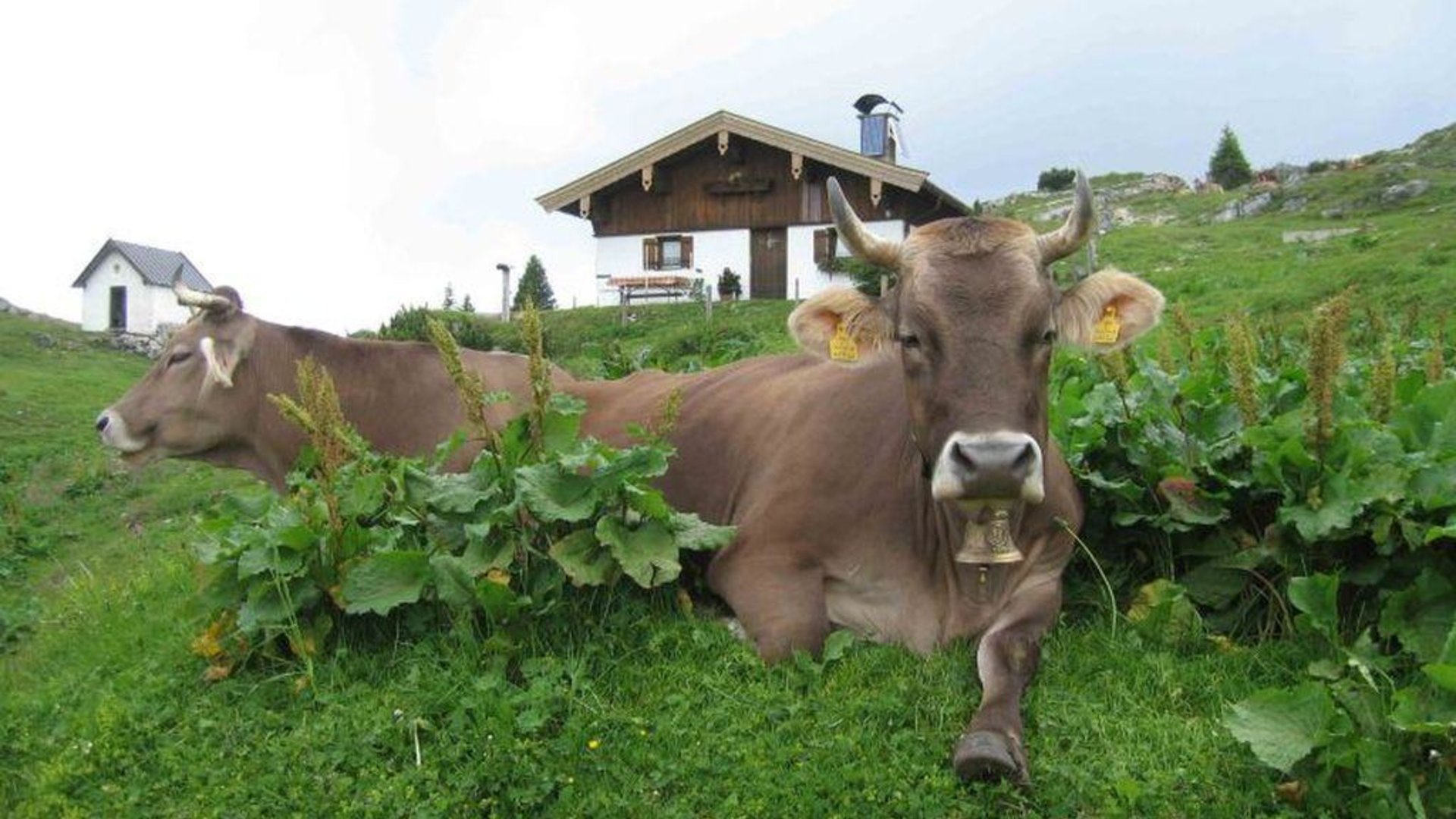Tierischer Besuch bei der Eggenalm | © Straubingerhaus