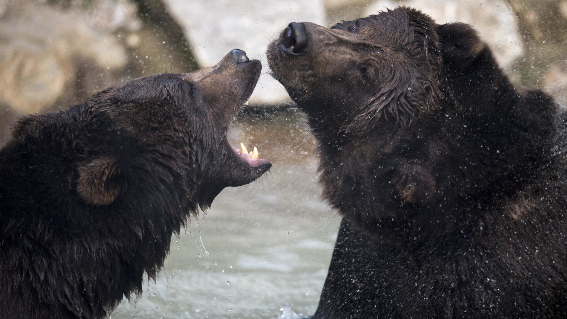 Bären im Wild & Erlebnispark Ferleiten