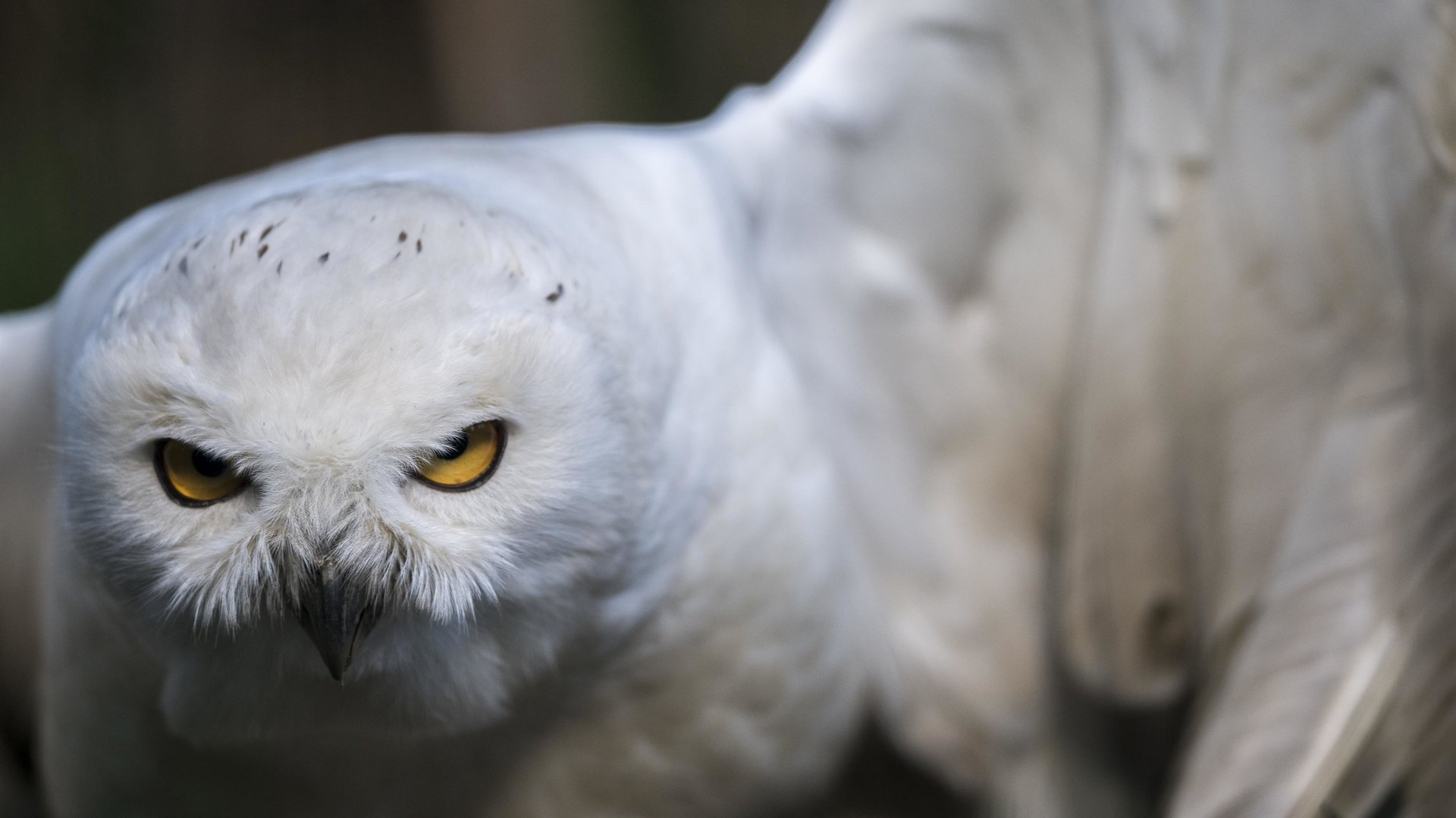 Eulen im Wild & Erlebnispark Ferleiten