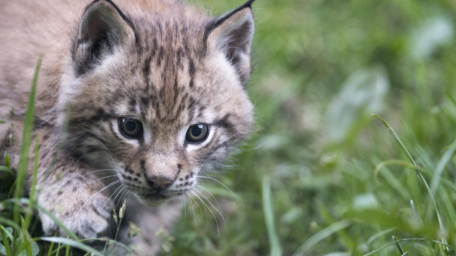 Luchs im Wild & Erlebnispark Ferleiten