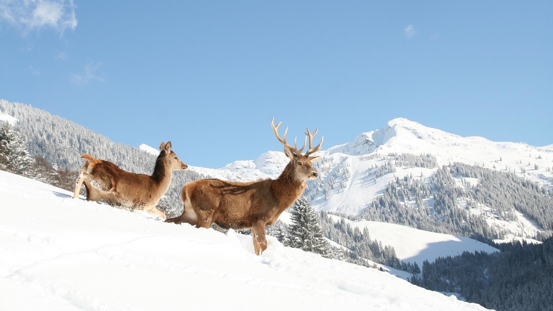 Wildpark Aurach Winter | © Wildpark Aurach