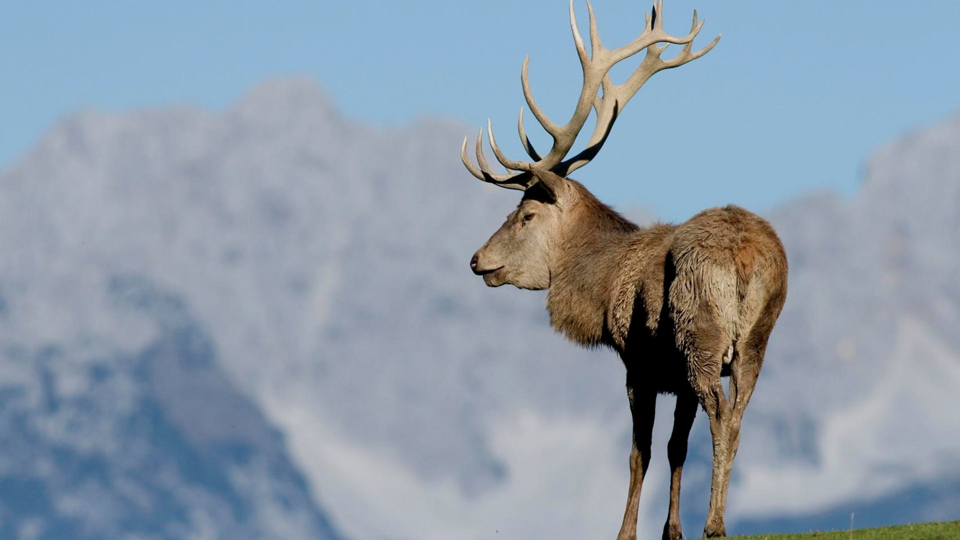 Wildpark Aurach Hirsch