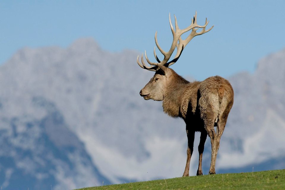 Wildpark Aurach Hirsch