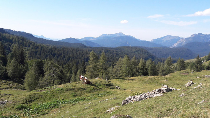 Aussicht auf der Stallenalm | © Bergerbauer Waidring