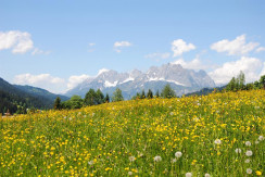 Frühlingswiese mit Wildem Kaiser (1) © Petra Astne Frühlingswiese mit Wildem Kaiser (1) © Petra Astne
