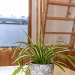 Bild von Appartement Sternderl