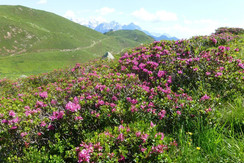 Almrosenblüte Almrosenblüte