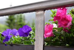 Wohnung 4 Blumen Wohnung 4 Blumen