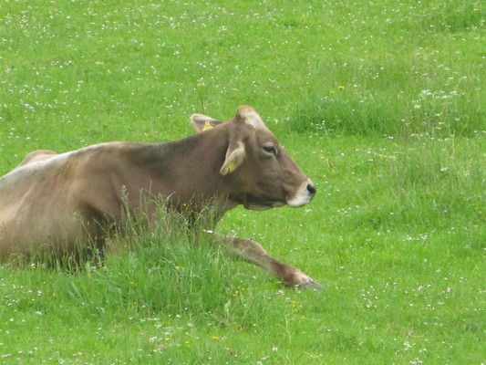 Kuh auf der Weide