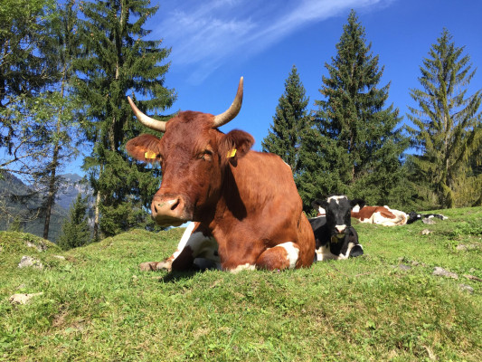 Tiroler Kuh mit Hönern
