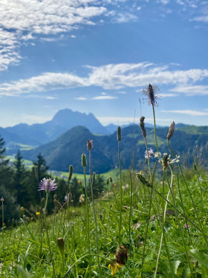 Almwiese Sommer
