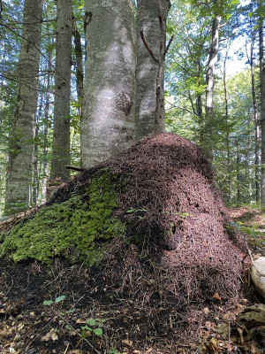 Ameisenhaufen