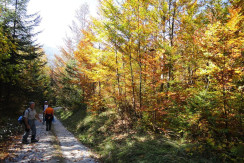 Panoramaweg im Herbst Panoramaweg im Herbst