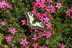 Schwalbenschwanz Schwalbenschwanz