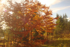 Herbstpracht Herbstpracht