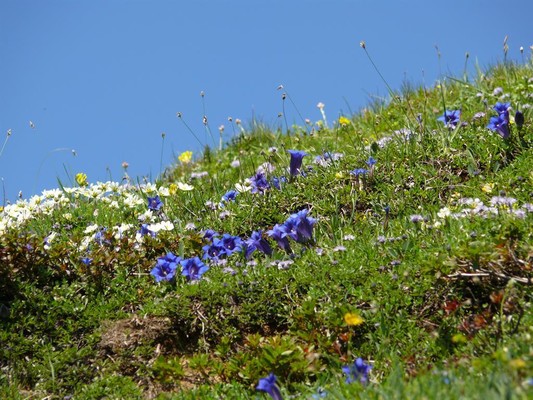 Bergblumen