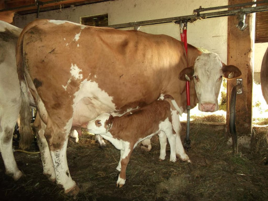 Mutterglück Mutterglück