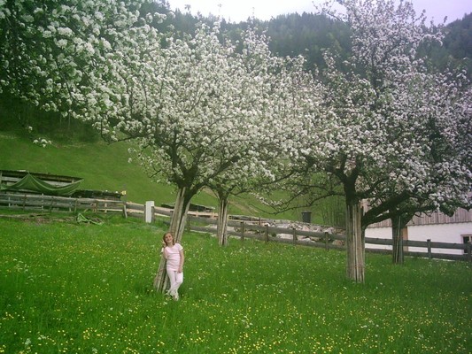 Frühling im Obstgarten